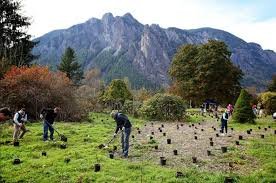 People planting trees in a field with mountains in the background